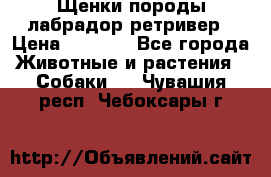 Щенки породы лабрадор ретривер › Цена ­ 8 000 - Все города Животные и растения » Собаки   . Чувашия респ.,Чебоксары г.